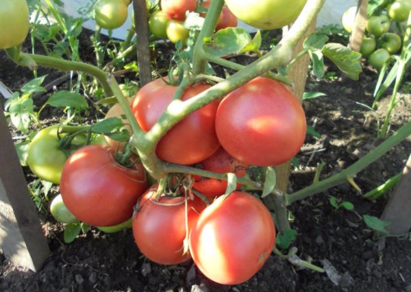 tomaten frambozen wonder