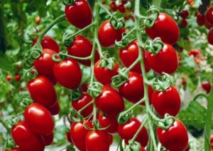 Vyšninių pomidorų veislės Braškės charakteristikos ir aprašymas, derlius