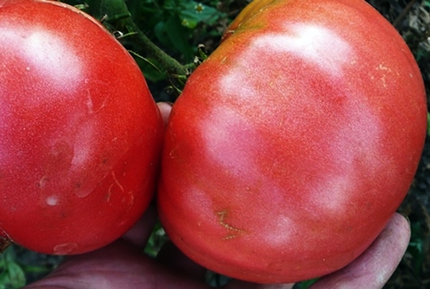 cosecha de tomate rey de gigantes