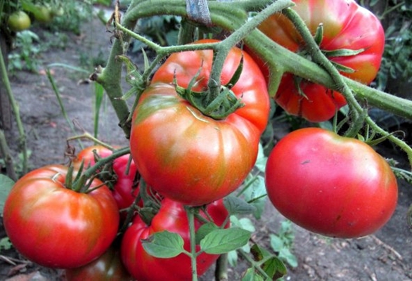 pomidorų krūmai Cukrus Nastasya