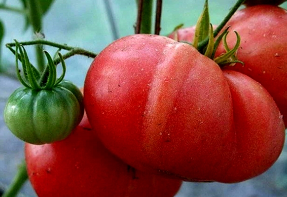 červené obrie paradajka v záhrade