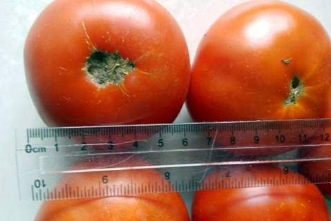 das Aussehen der Tomate Irishka