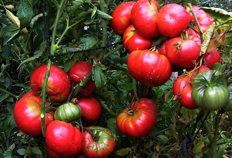 Mamut de arbustos de tomate en campo abierto