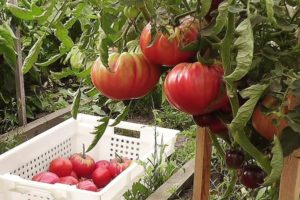 Đặc điểm và mô tả về giống cà chua khổng lồ Ural, năng suất của nó