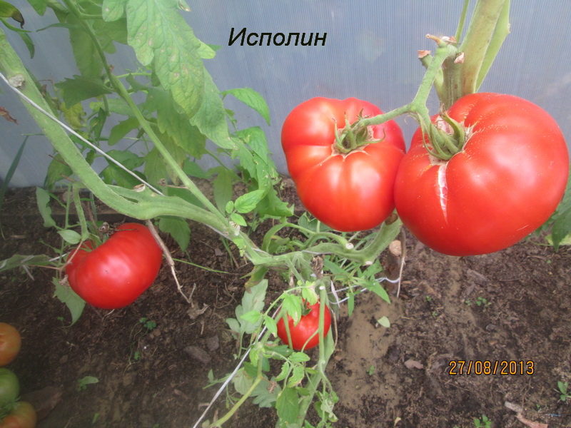 tomato variety giant