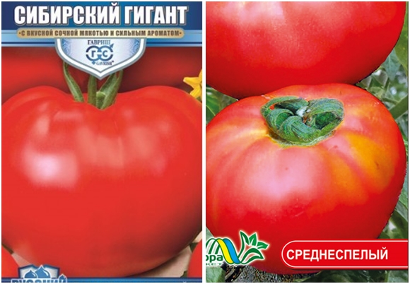 tomātu sēklas Sibīrijas gigants