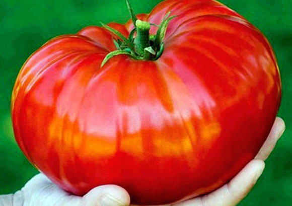 pomidorų Sibiro milžinas išvaizda