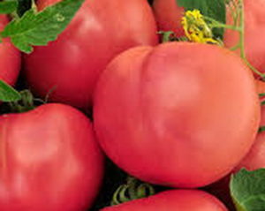 Χαρακτηριστικά και περιγραφή της ποικιλίας ντομάτας Ροζ σουβενίρ, η απόδοσή του