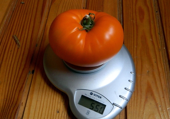 trọng lượng của cà chua cam khổng lồ