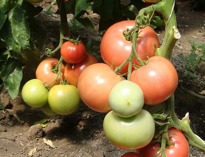 ovary tomatoes