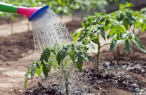 watering tomato bushes