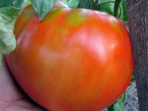 milžinų karaliaus pomidorų išvaizda