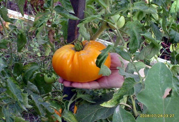 tomato bushes orange giant