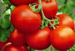 Egenskaber og beskrivelse af tomatsorter Polar tidlig modning og Polyarnik, deres udbytte