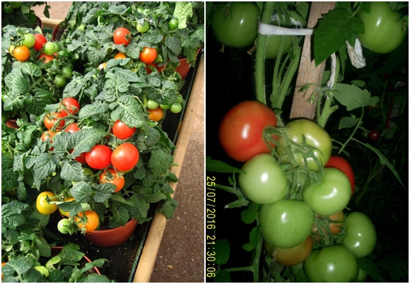 utseendet på tomatens överraskning inomhus