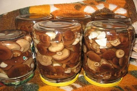 champignons in potten