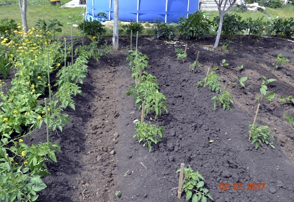 vegetable garden with tomatoes