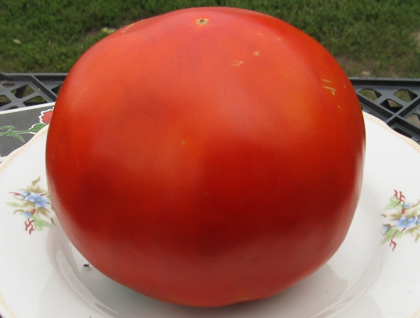 pomodoro gigante rosso su un piatto