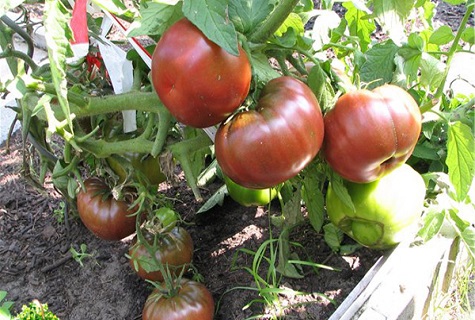 paradajkové ovocie Meloun