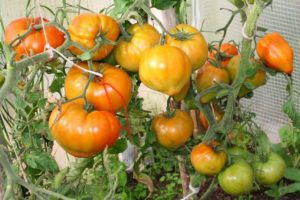 Caratteristiche e descrizione della varietà di pomodoro Zhenechka, la sua resa