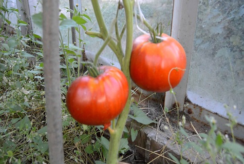 tomat på en gren