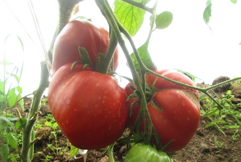dagg på tomater