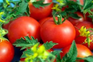 Debitējošo tomātu šķirnes raksturojums un apraksts, tās raža