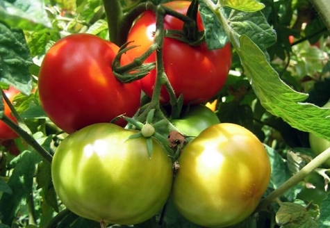 pomidorų krūmai Marishka