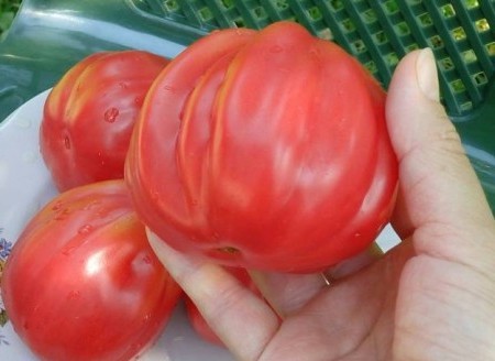 paradajková ružová fig