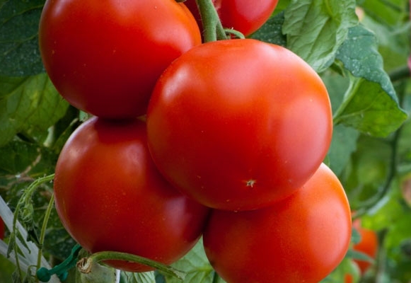 paradajz zid na otvorenom polju