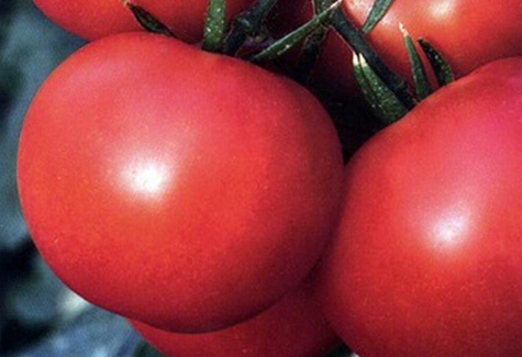 pomidorų Marisha išvaizda