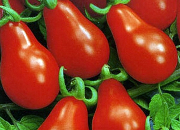 aparición de matryoshka de tomate