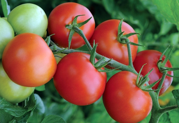 Tomatenbüsche Geldverdiener