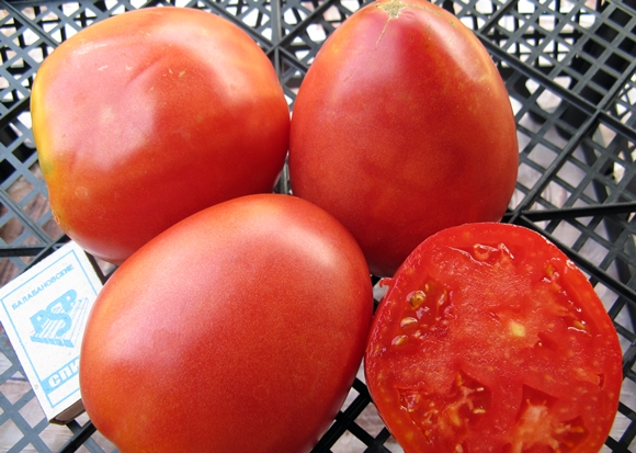 Aussehen der Tomate Nastenka