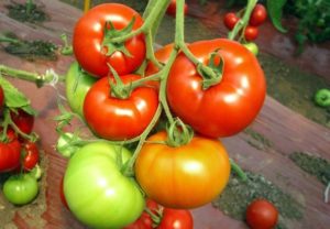 Pomidorų raudonai raudonos veislės savybės ir aprašymas, derlius