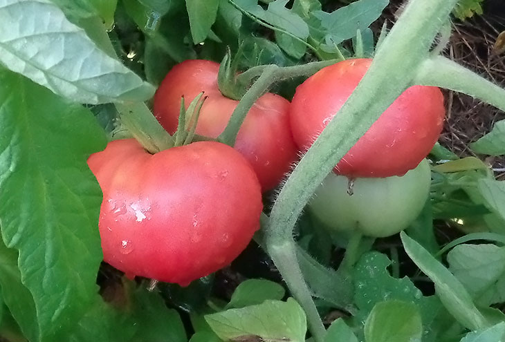 paradajkovo ružový obr