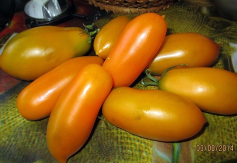 pomidorų auksinės žuvelės išvaizda