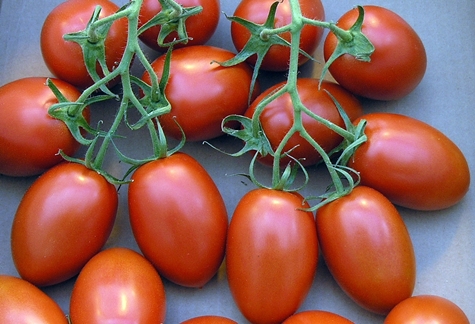 Rímske kríky paradajok