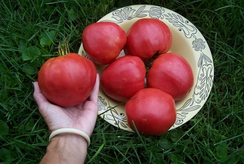 rajče v ruce