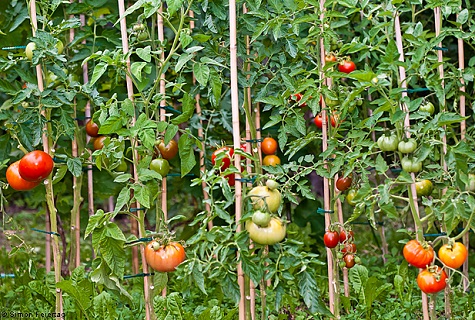 związane pomidory