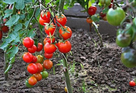 Tomatenbüsche süßer Zahn