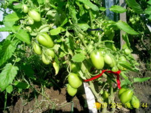 Egenskaper och beskrivning av tomatsorten Inomhusöverraskning, avkastning och odling