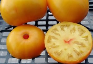 Kenmerken en beschrijving van de tomatenvariëteit Oma's kus, de opbrengst