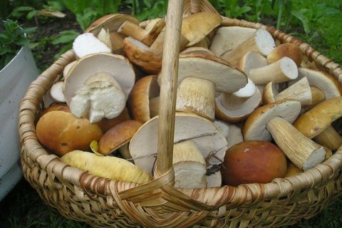 печурке у корпи