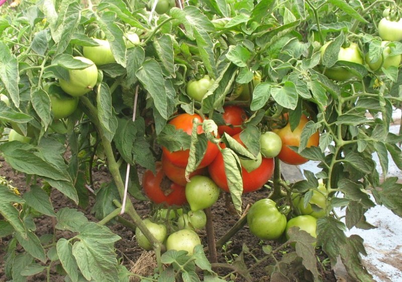 odling av tomater