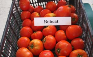 Eigenschaften und Beschreibung der Bobkat-Tomatensorte, deren Ertrag
