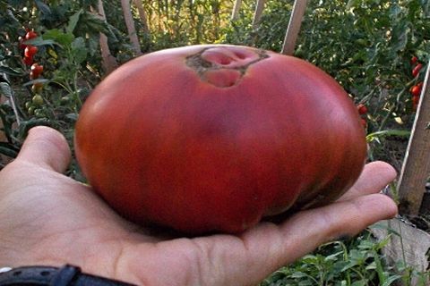 veľké čierne paradajka