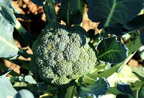 öppen fältbroccoli