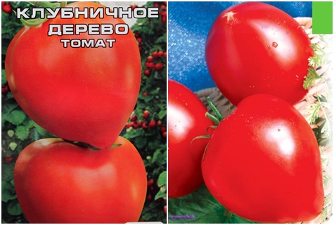 tomatfrö jordgubbeträd
