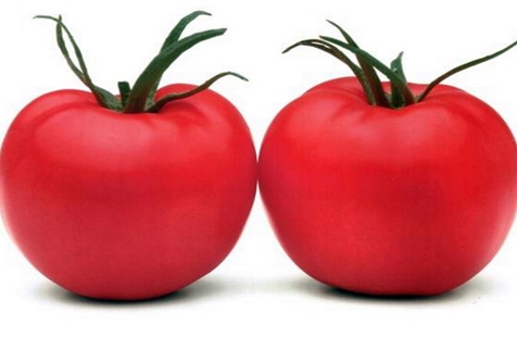 verschijning van tomatenroze paradijs